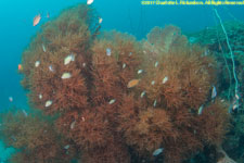 soft coral